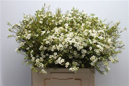 <h4>Chamelauc Dancing Queen White</h4>