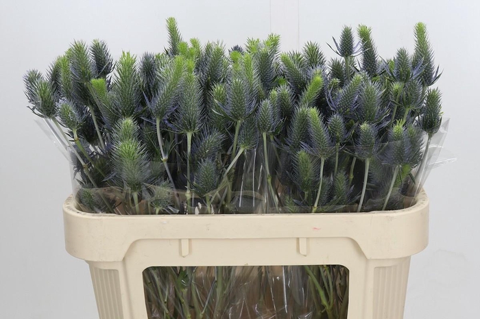 <h4>Eryngium Electric Dynamite</h4>