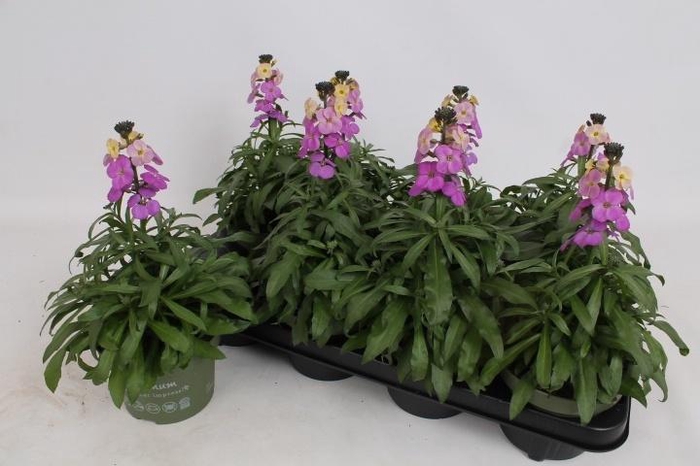 <h4>Erys Ley Purple Glow</h4>