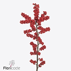 Ilex verticillata brit buys