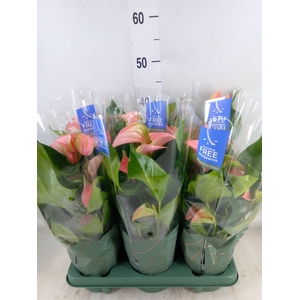 Anthurium andr. 'Joli'