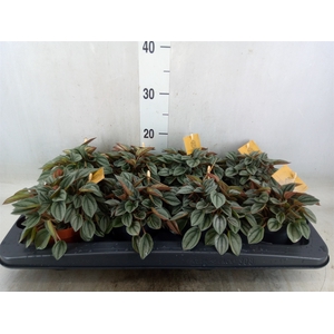 Peperomia  'Napoli Nights'