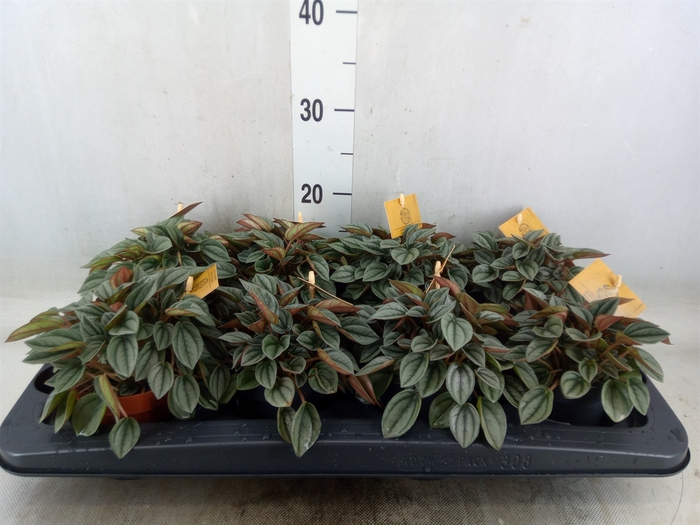 <h4>Peperomia  'Napoli Nights'</h4>