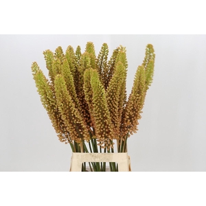 Eremurus Emmy Ro