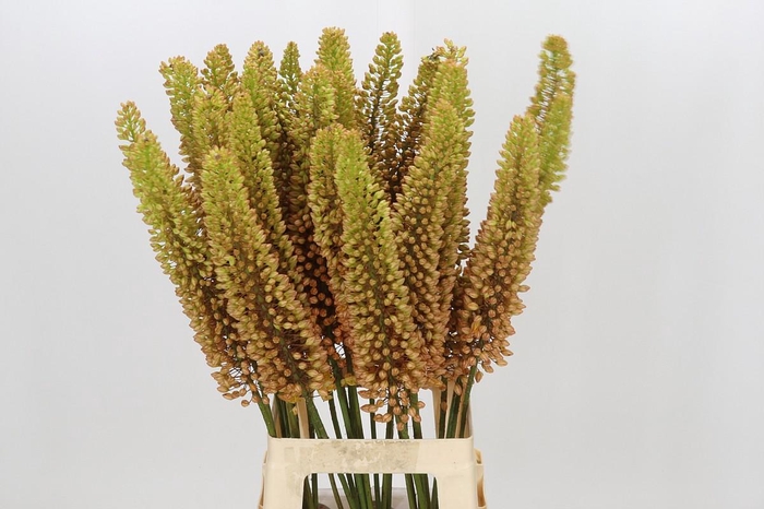 <h4>Eremurus Emmy Ro</h4>
