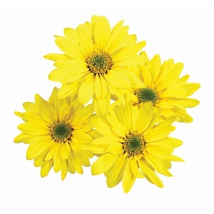 CRISANTEMO SUNNY REAGAN 080 CM