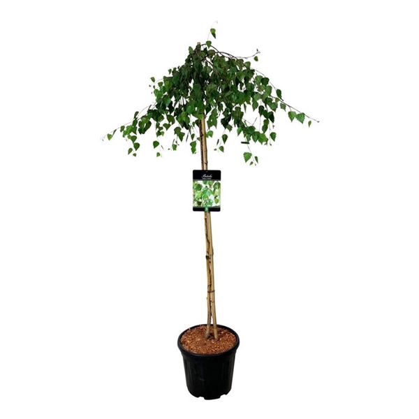 <h4>Betula p. 'Youngii'</h4>