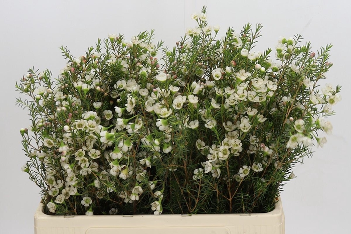 <h4>Chamelaucium Gil</h4>