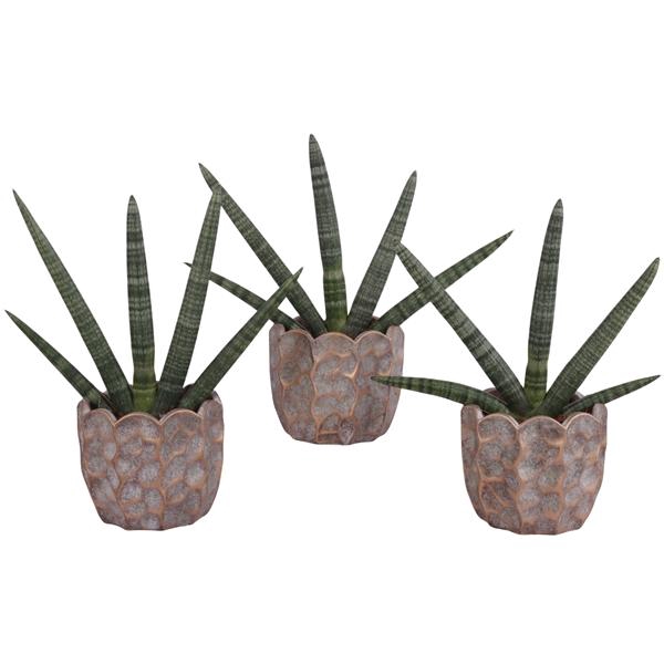 <h4>Sansevieria Cylindrica Handshake in Ø15cm Ceramic PL670</h4>