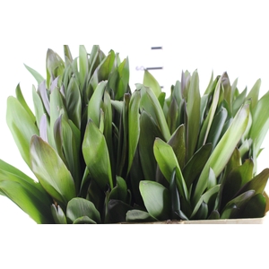 FOLHAGEM DRACENA POA