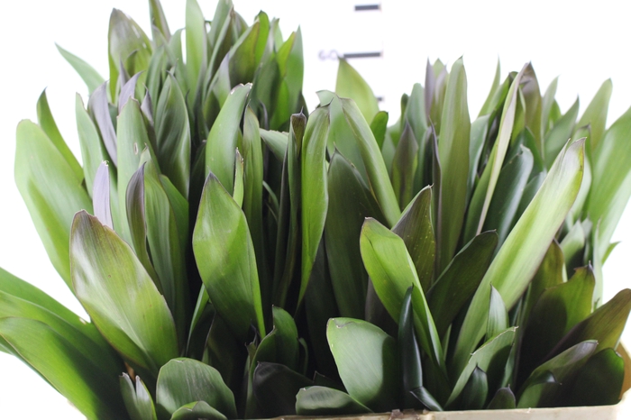 <h4>FOLHAGEM DRACENA POA</h4>