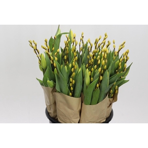 BQ Tulp Salix Yellow
