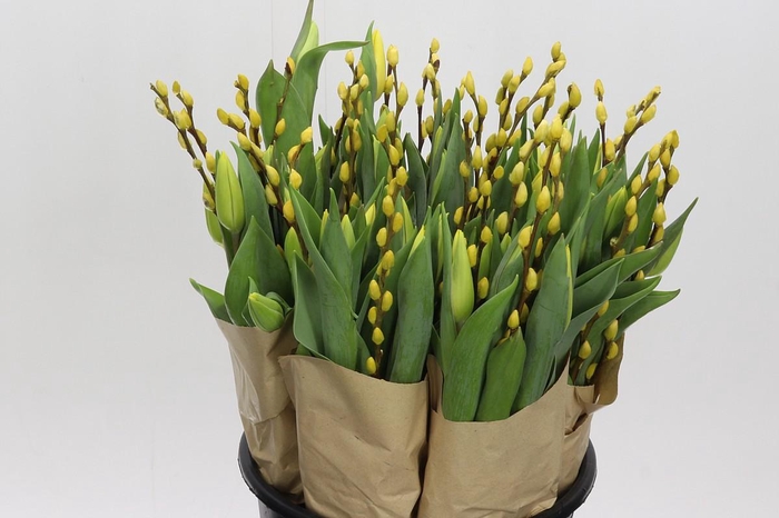 BQ Tulp Salix Yellow