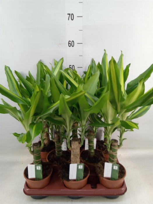 <h4>Dracaena frag.   ...mix 3</h4>