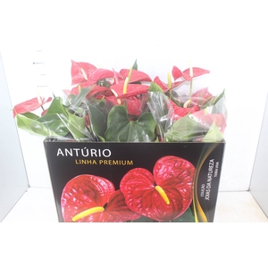 ANTHURIUM MICHIGAN P17 PREMIUM