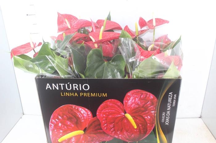 <h4>ANTHURIUM MICHIGAN P17 PREMIUM</h4>