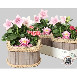ARR TUINPLANTEN