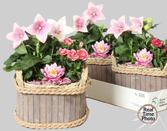 <h4>ARR TUINPLANTEN</h4>