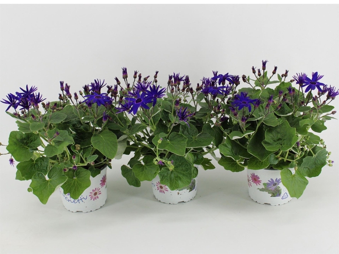 <h4>Pericallis cr. 'Senetti Blue Deep'</h4>