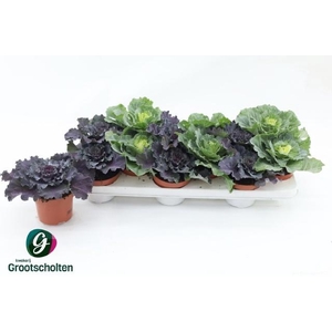 BRASSICA (SIERKOOL)