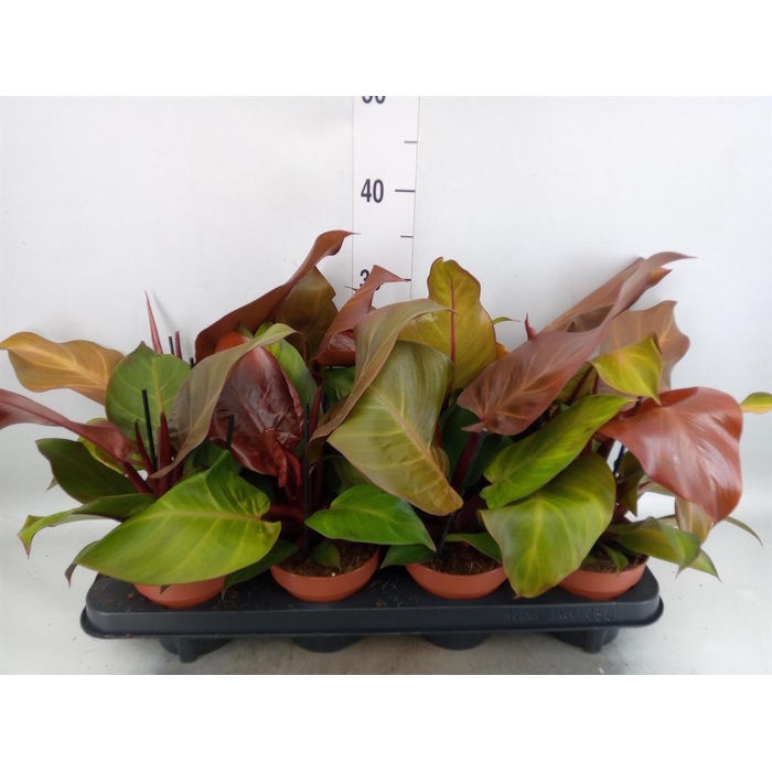 <h4>Philodendron  'Sunlight'</h4>