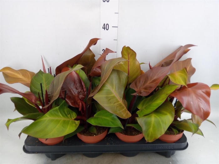 Philodendron  'Sunlight'