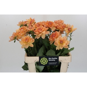 Dahlia Yelno Harmony