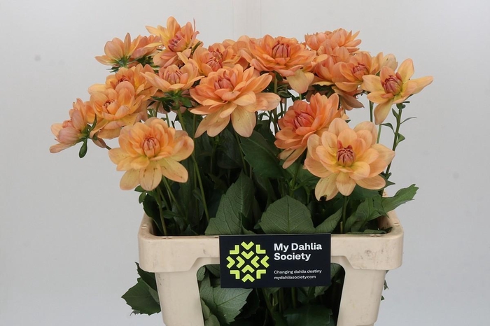 <h4>Dahlia Yelno Harmony</h4>