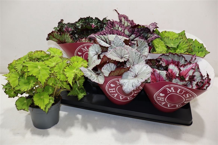 <h4>Beg Bel Gem</h4>