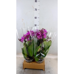Phalaenopsis   ...