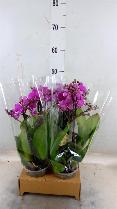 <h4>Phalaenopsis ...</h4>