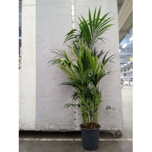 Howea forsteriana
