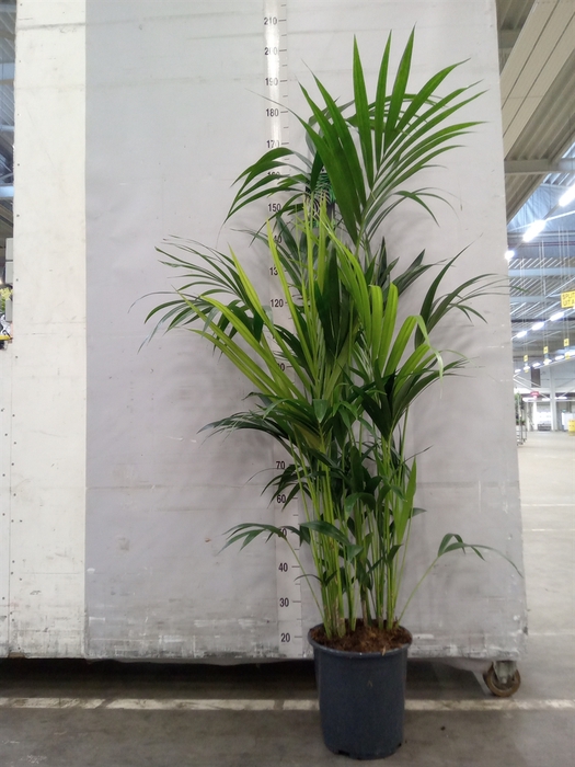 <h4>Howea forsteriana</h4>