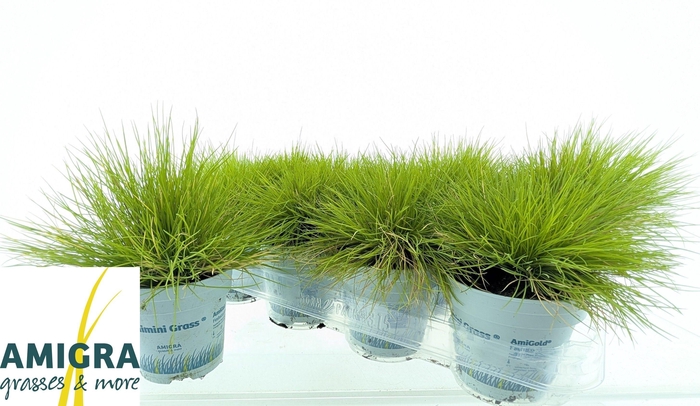 <h4>FEST GL AMIGOLD</h4>