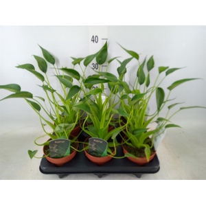 Alocasia  'Tiny Dancers'