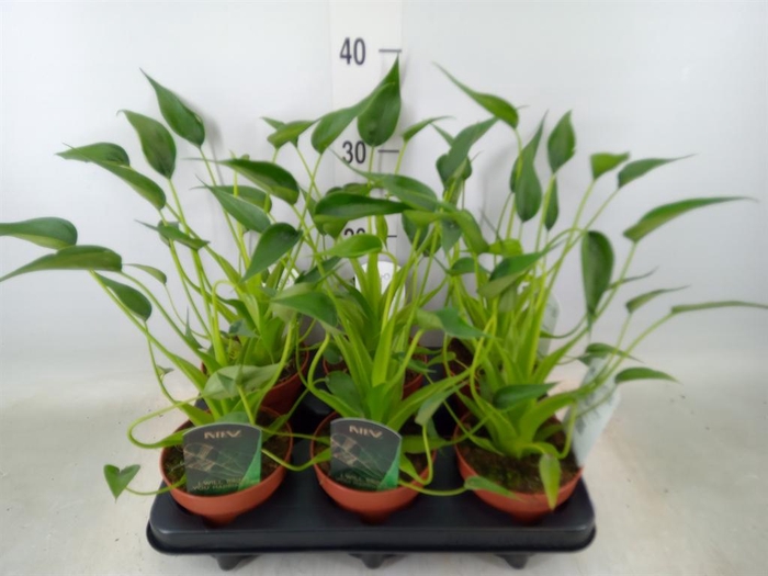 <h4>Alocasia  'Tiny Dancers'</h4>