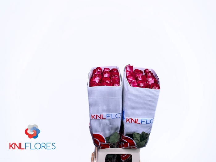 <h4>R GR BLUEZ+</h4>