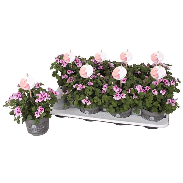 <h4>Pelg. Angel Parfum Daisy 12cm</h4>