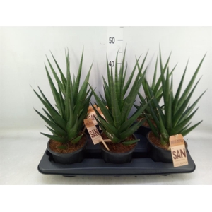 Sansevieria cyl.  ...