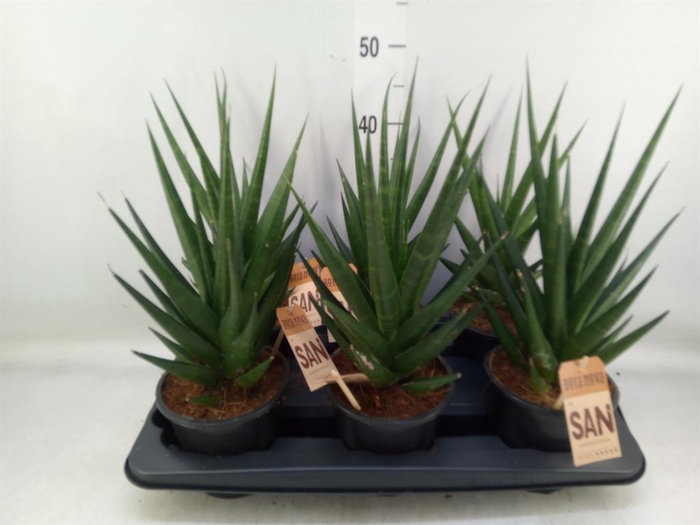 <h4>Sansevieria cyl.  ...</h4>