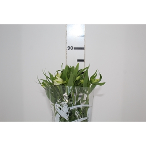 ALSTROEMERIA WHITNEY 080 CM