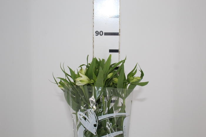 <h4>ALSTROEMERIA WHITNEY 080 CM</h4>