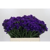 Limonium sinuatum Navy Sun Birds