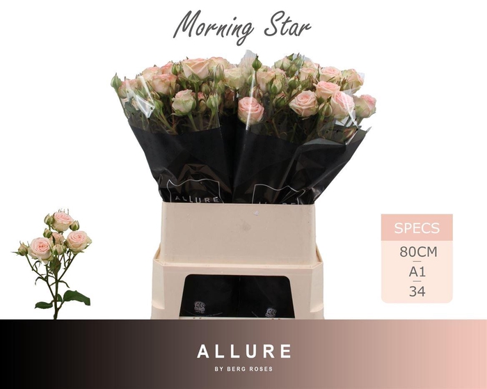 <h4>R Tr Morning Star</h4>