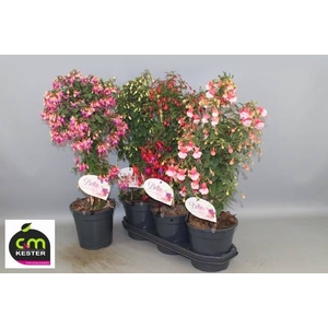 FUCHSIA OV