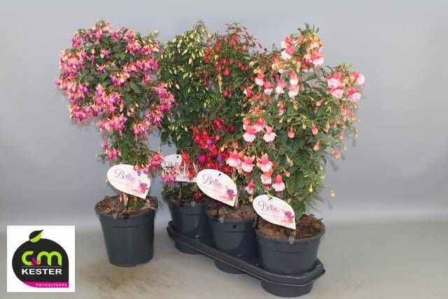 <h4>FUCHSIA OV</h4>