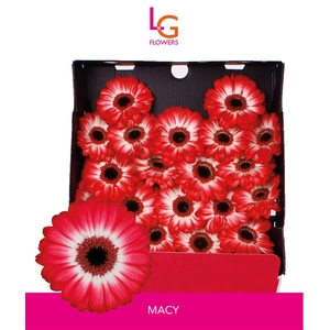 Germini Macy Diamond