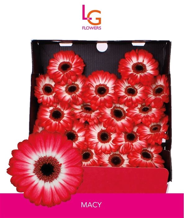 <h4>Ge Mi Macy - Fust 575</h4>