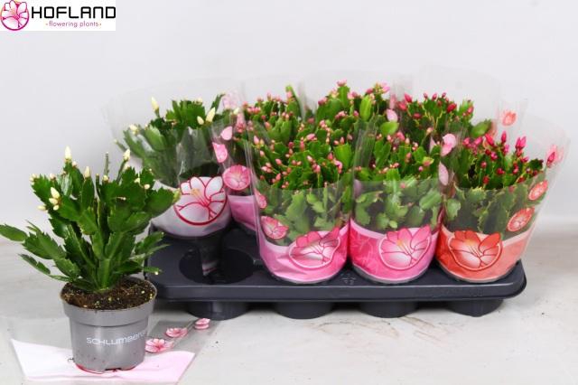 <h4>SCHLUMB GEM 3 KL</h4>