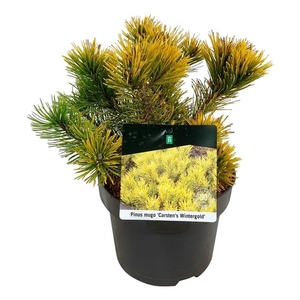 Pinus mugo 'Carsten's Wintergold'